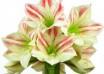 hippeastrum Ambiance ® (1)